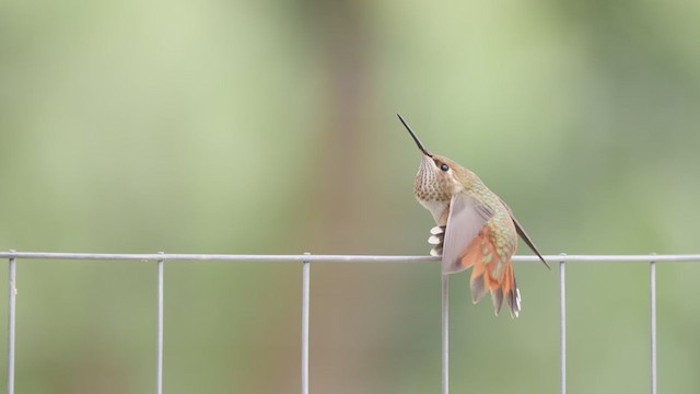 Rufous Hummingbird - ML360197691