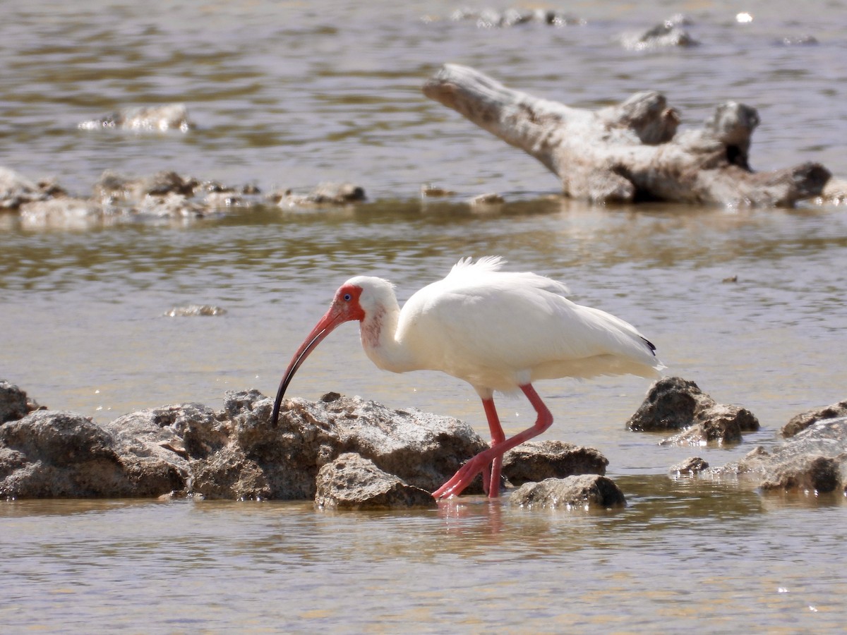 White Ibis - ML360198981