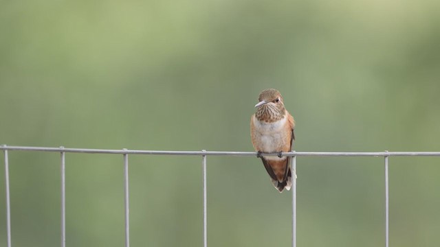 Rufous Hummingbird - ML360199231
