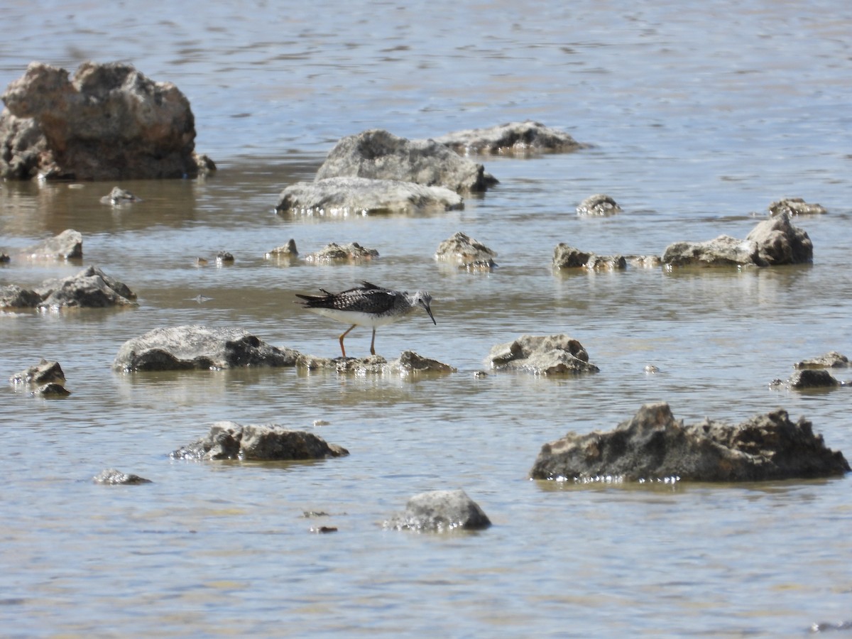 Lesser Yellowlegs - ML360200041