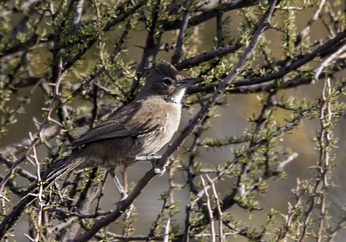 hvithaketornskrike - ML360200151