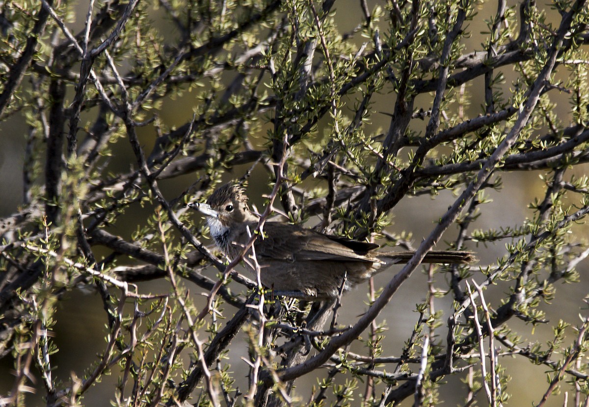 hvithaketornskrike - ML360200171