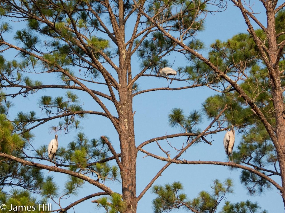 Wood Stork - ML360200221