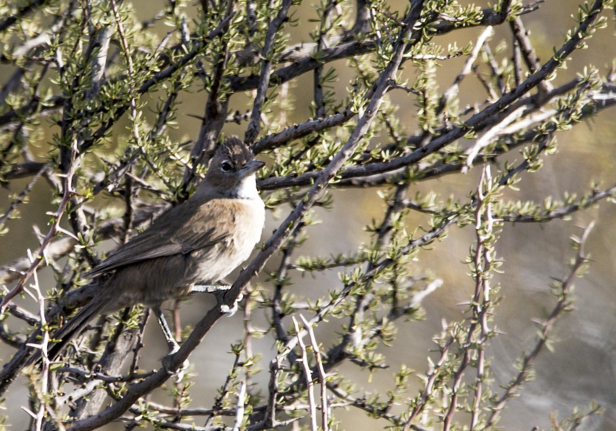 hvithaketornskrike - ML360200251