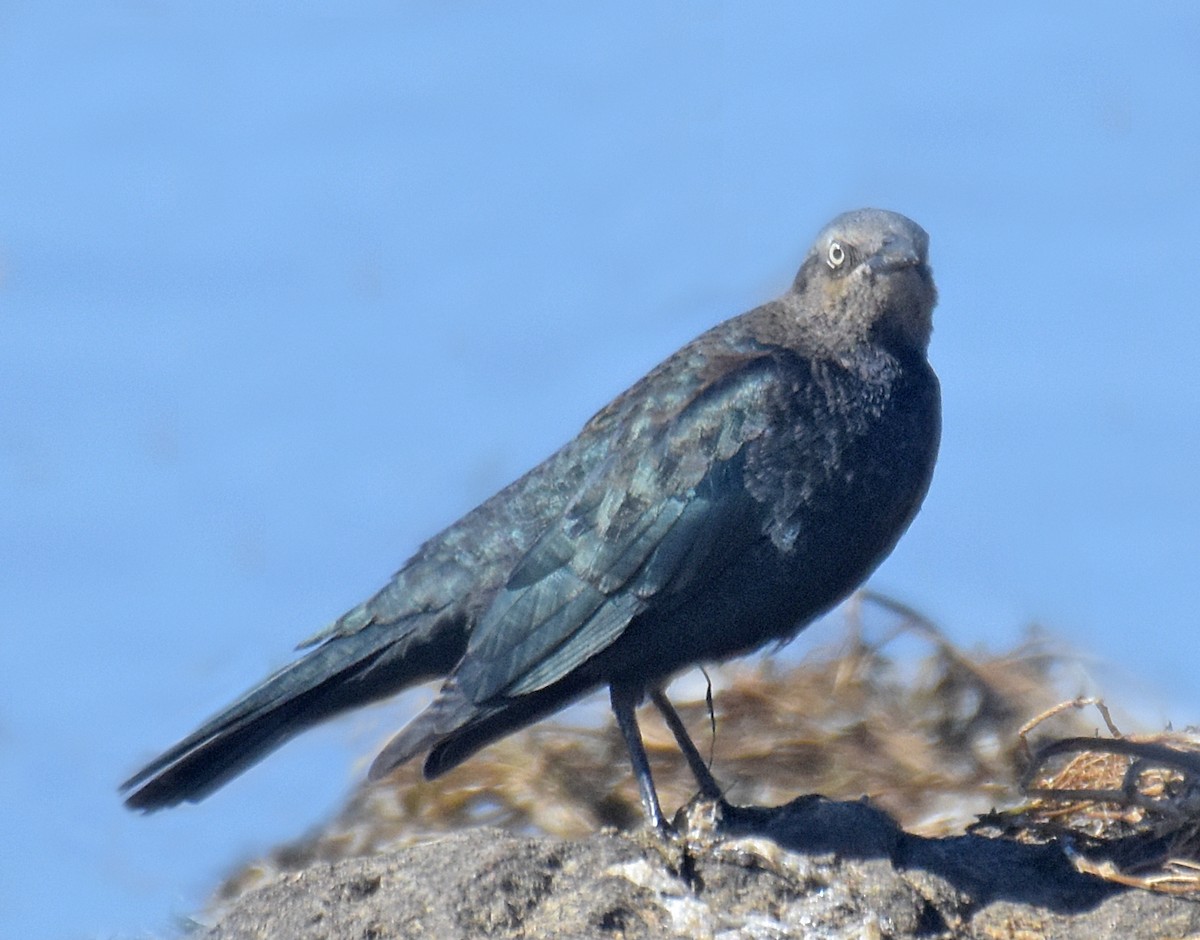 Brewer's Blackbird - ML36020071