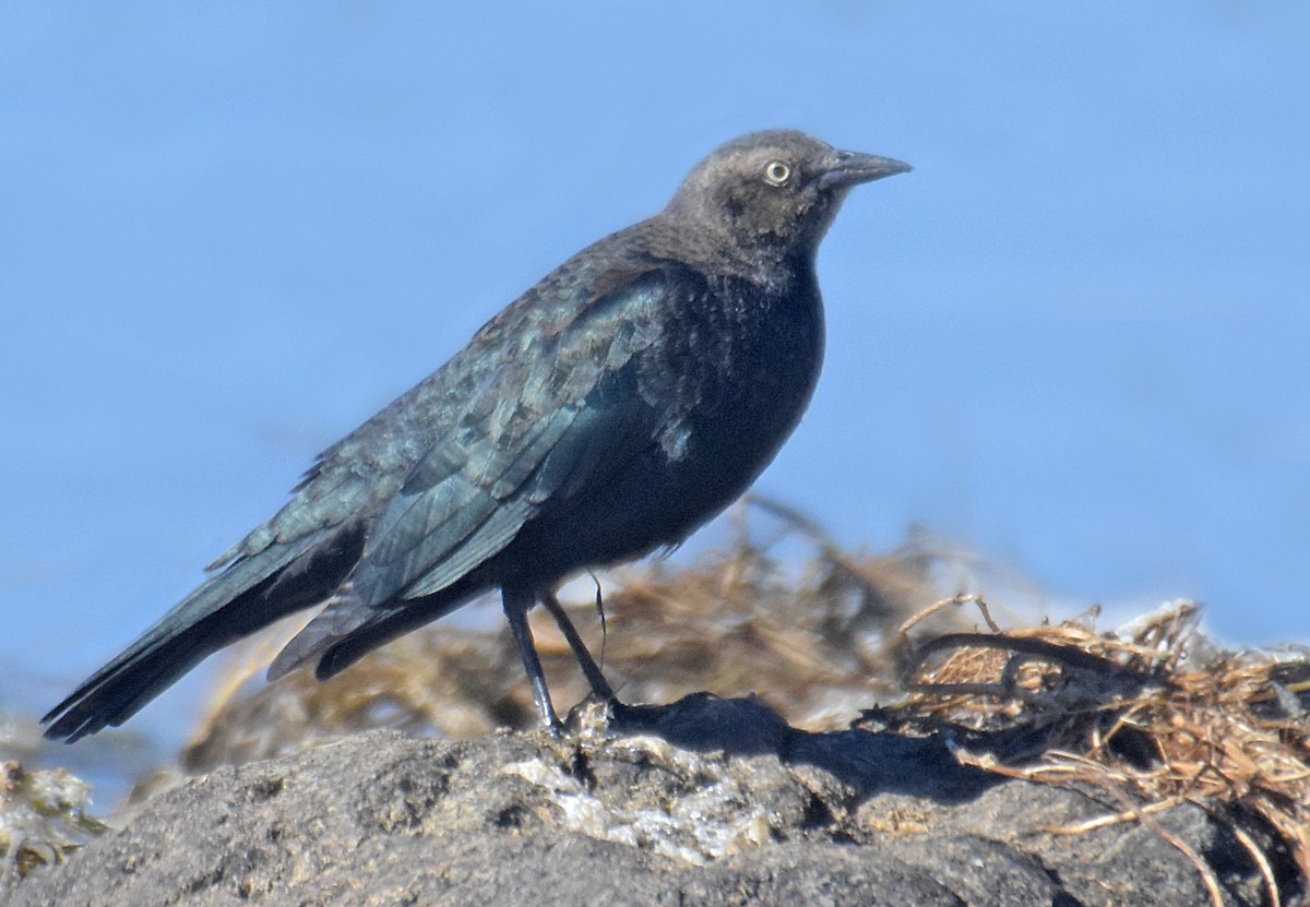 Brewer's Blackbird - ML36020081