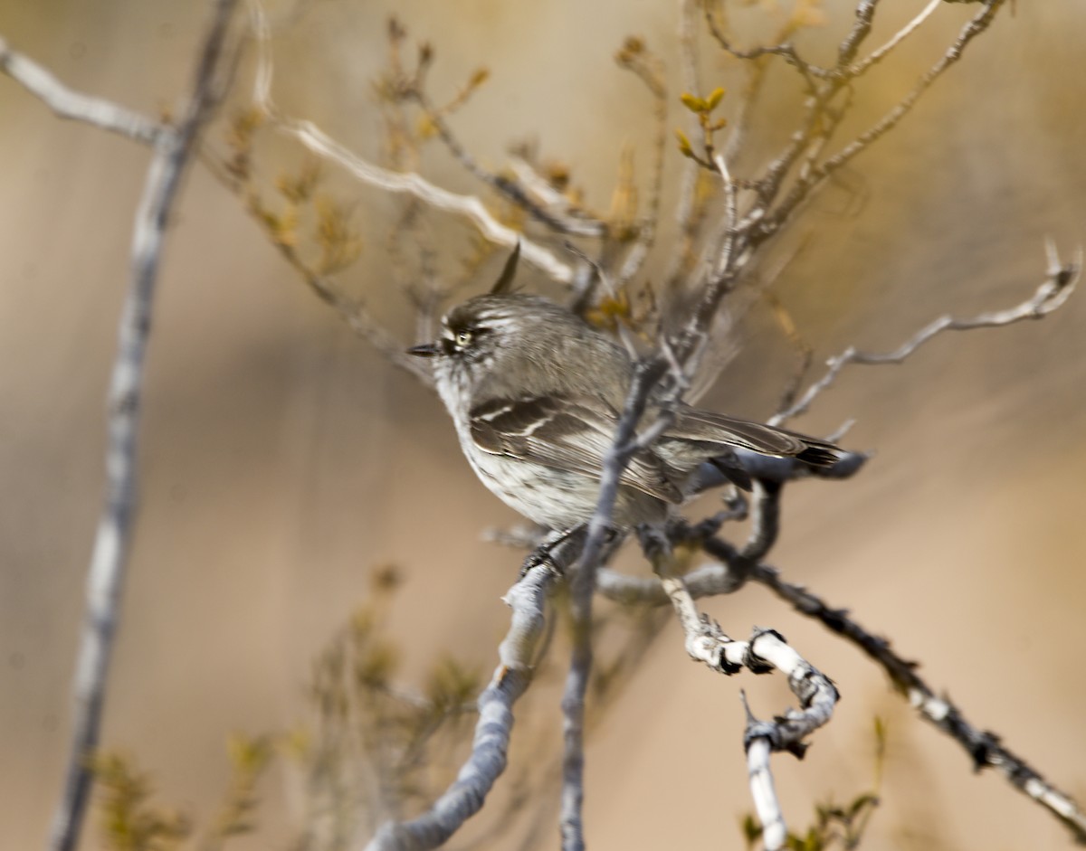 guløyemeisetyrann - ML360200881