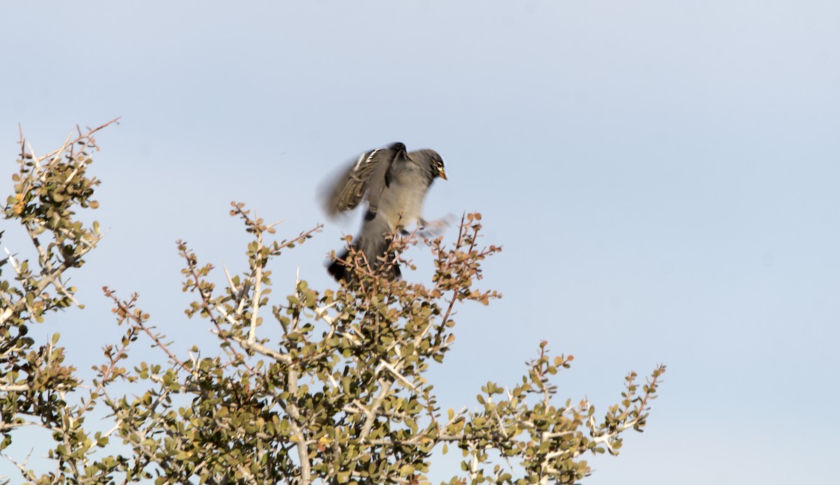 sotandesspurv - ML360200981