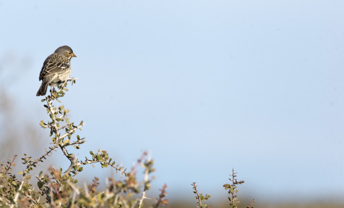 sotandesspurv - ML360201021