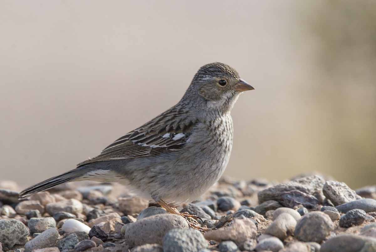 sotandesspurv - ML360201271