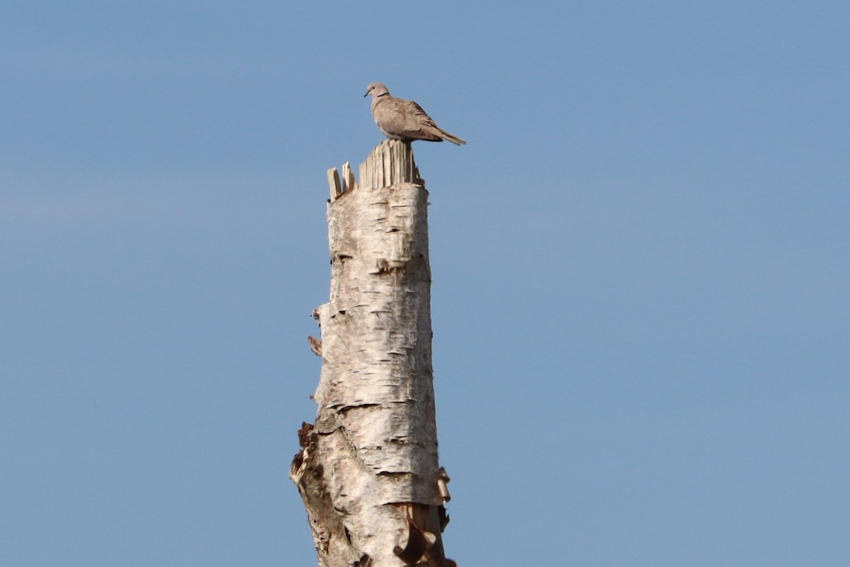 Eurasian Collared-Dove - Dianne Murray