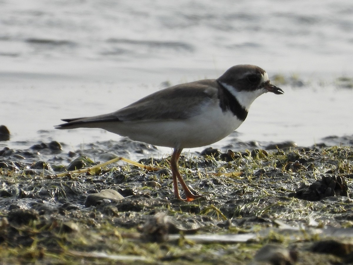 Semipalmated Plover - ML360202641