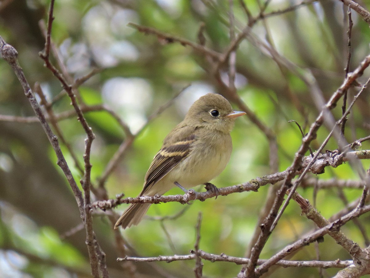 Western Flycatcher (Pacific-slope) - ML360202711