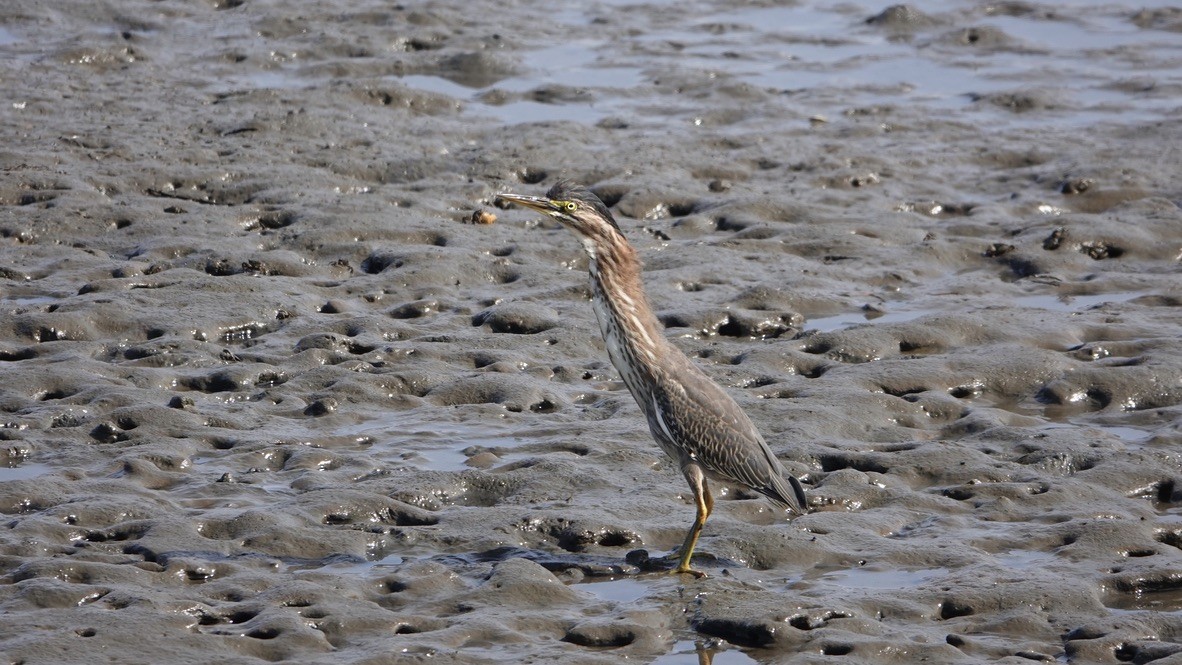 Green Heron - ML360202781