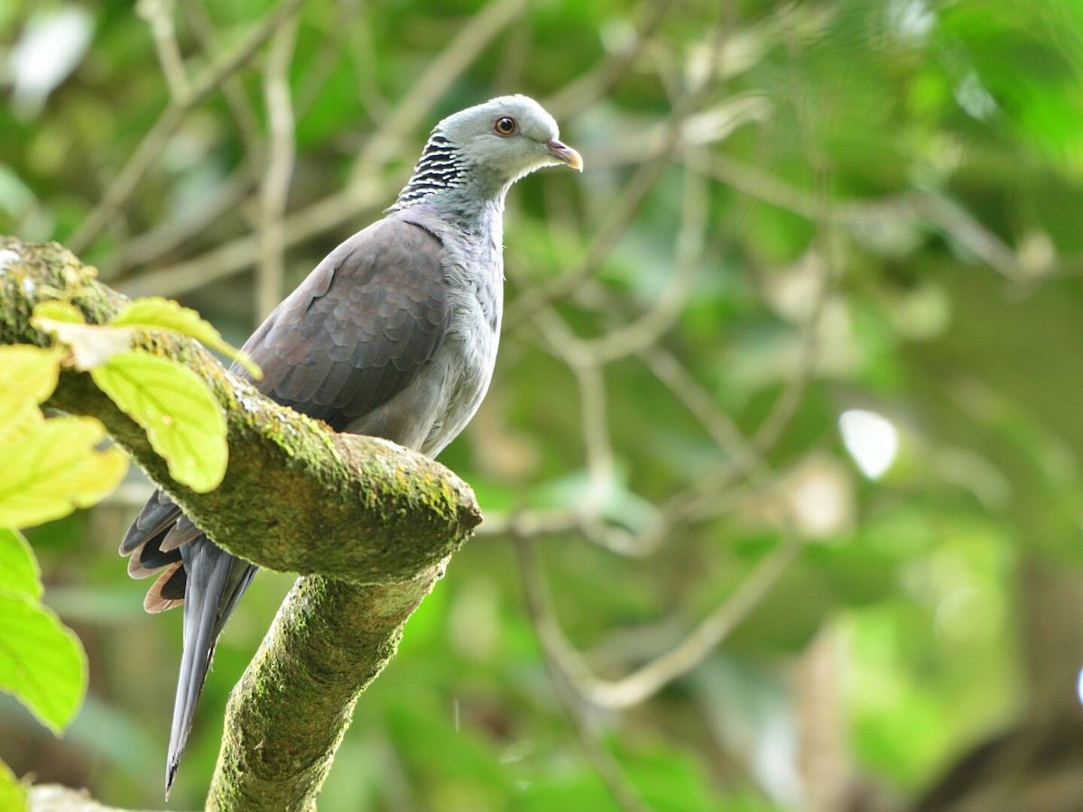 Nilgiri Wood-Pigeon - Renuka Vijayaraghavan