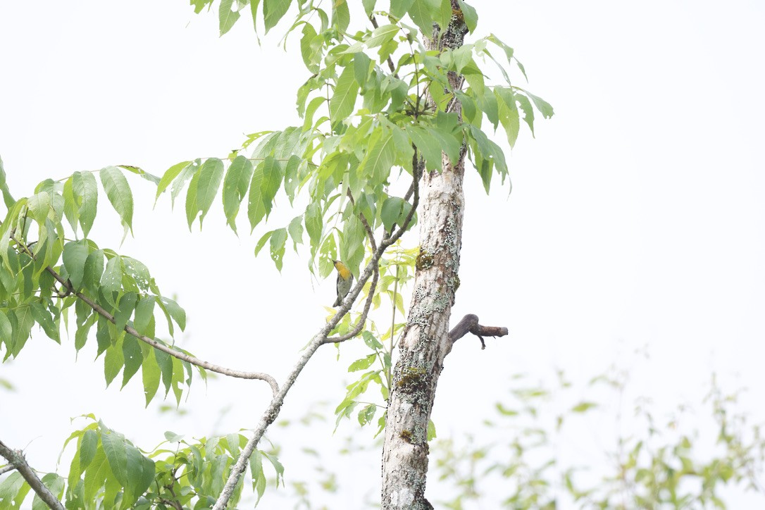 Blackburnian Warbler - ML360203531