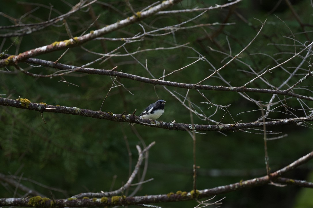Black-throated Blue Warbler - ML360203641