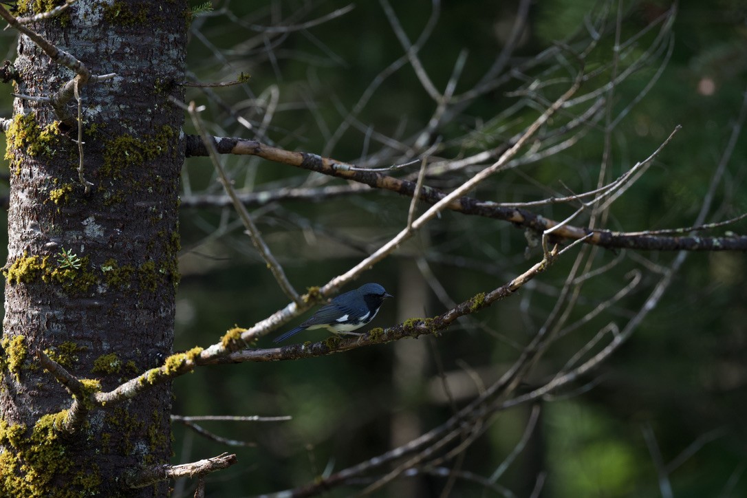 Black-throated Blue Warbler - ML360203681