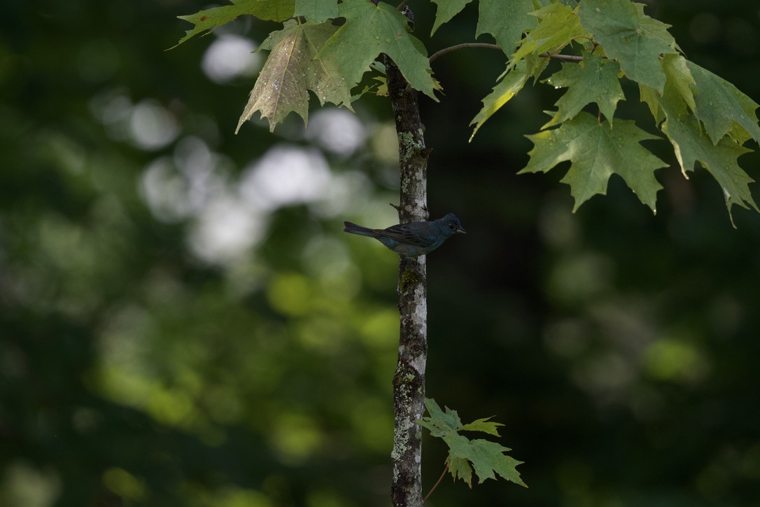 Indigo Bunting - ML360203751