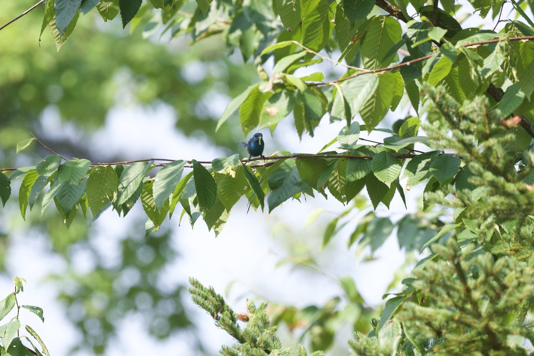 Indigo Bunting - ML360203881