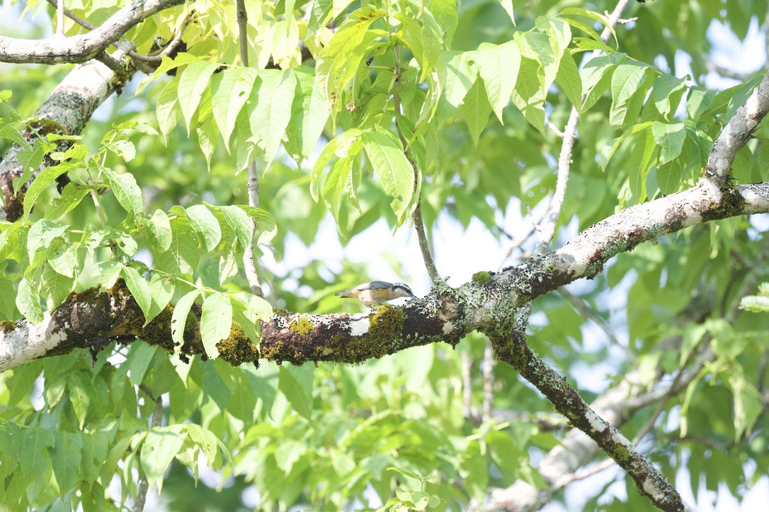 Red-breasted Nuthatch - ML360204191