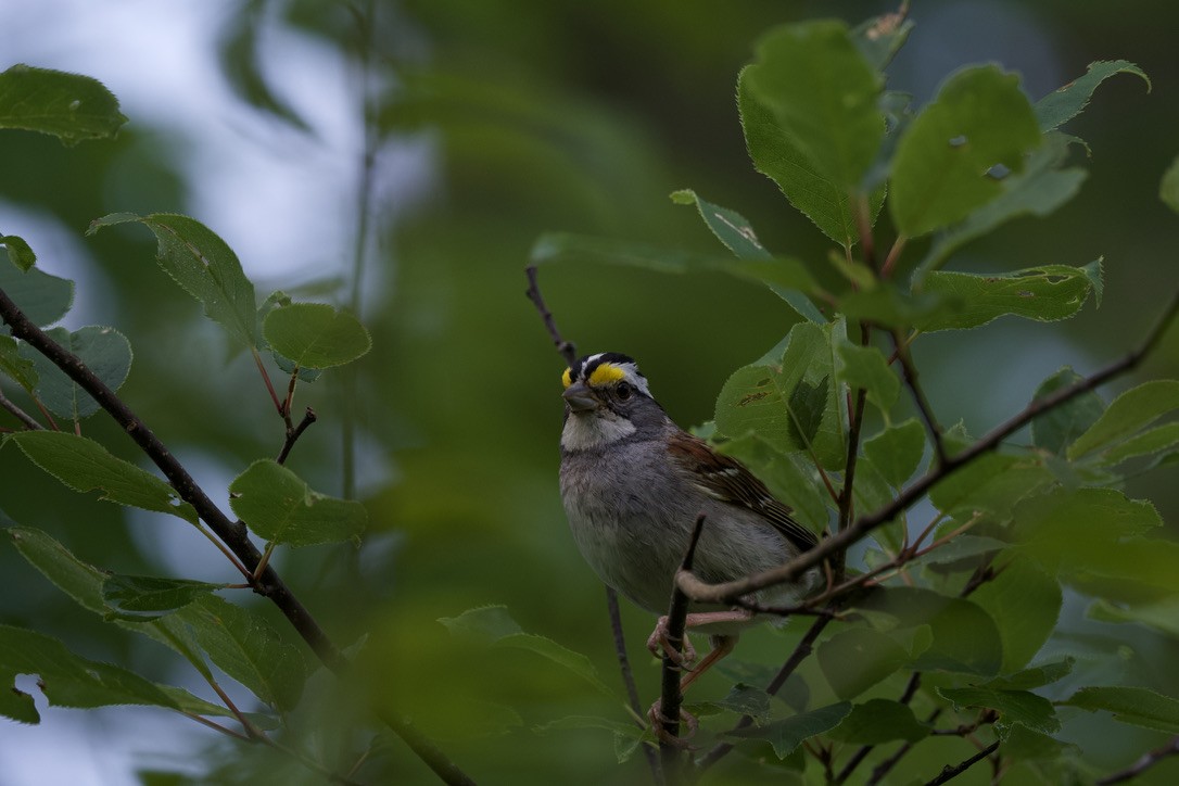 White-throated Sparrow - ML360204481