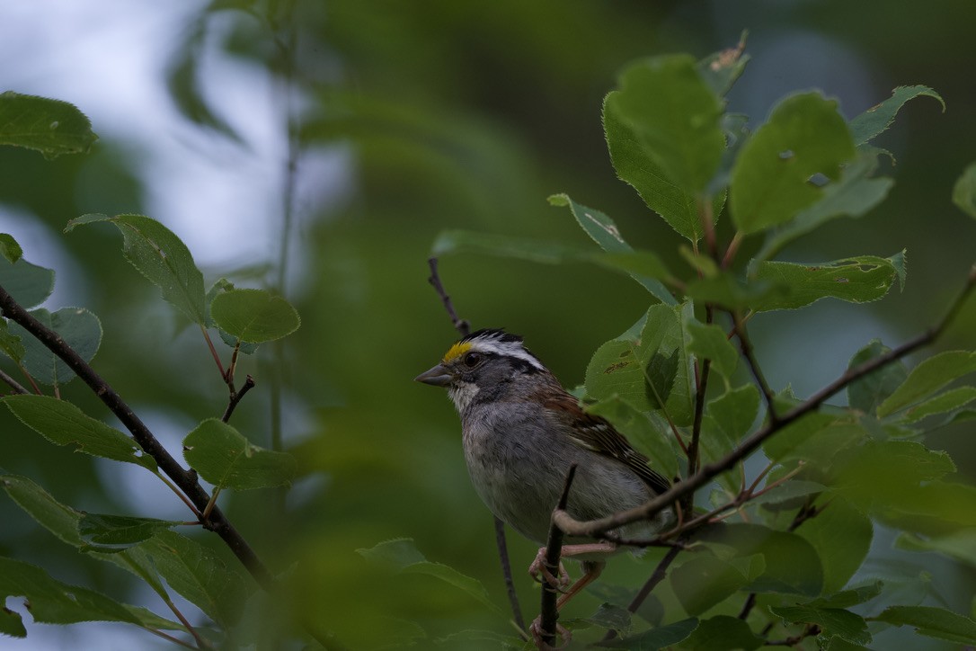 White-throated Sparrow - ML360204501