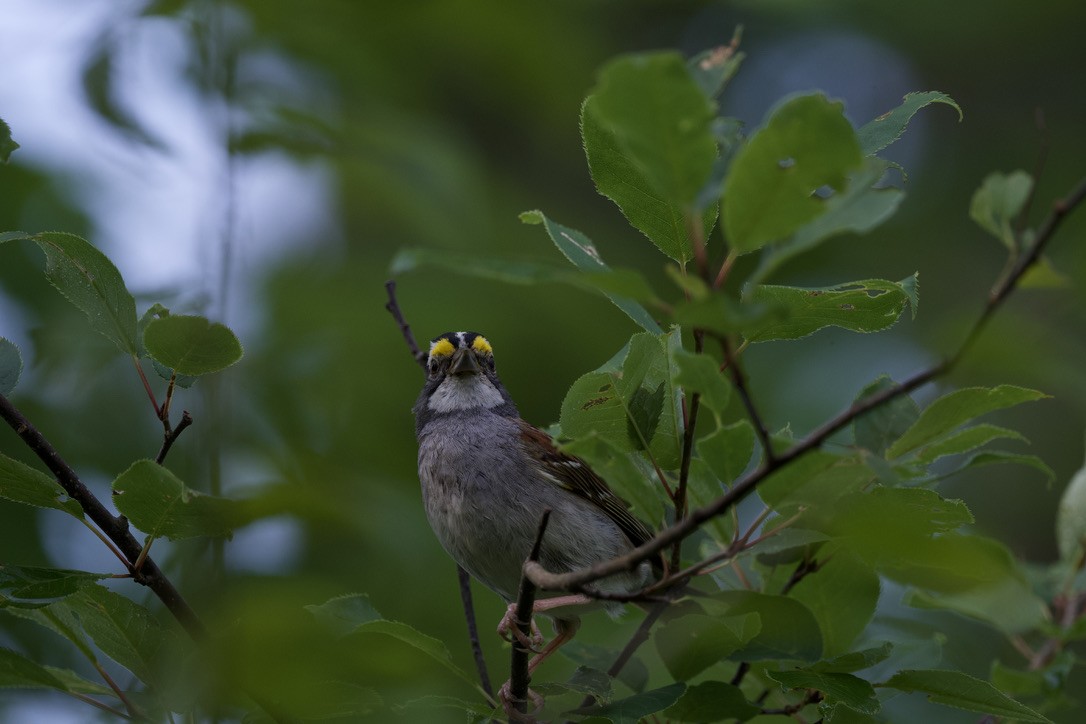 White-throated Sparrow - ML360204551