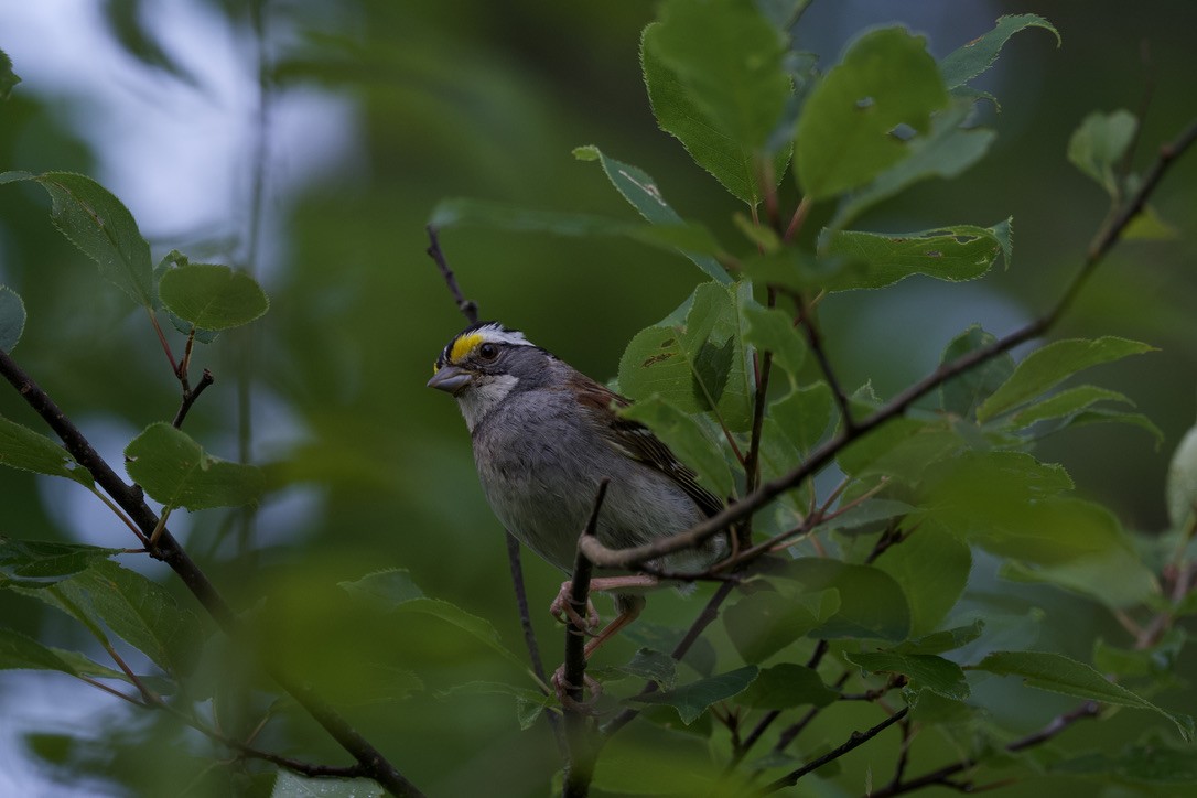 White-throated Sparrow - ML360204581