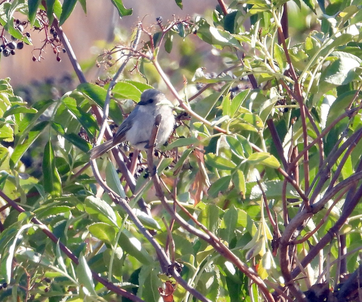 Bushtit - ML360205071