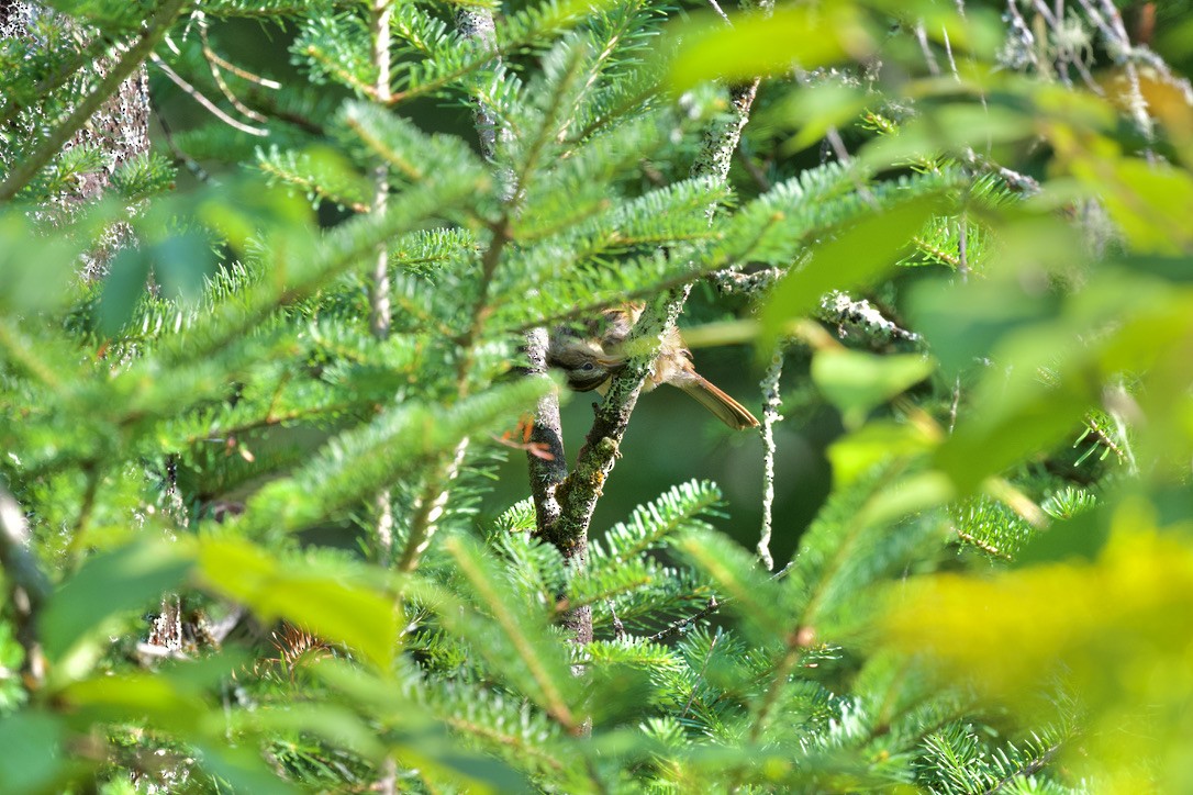 Lincoln's Sparrow - ML360205111