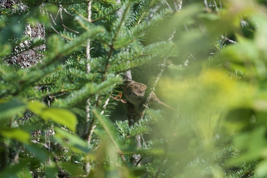 Lincoln's Sparrow - ML360205151