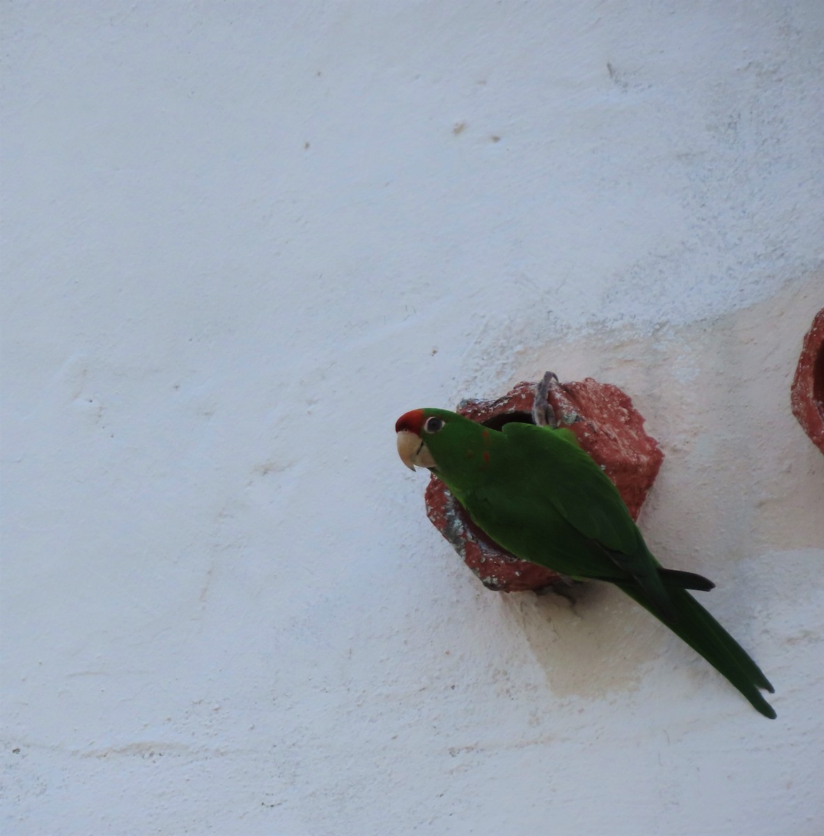 Scarlet-fronted/Cordilleran Parakeet - ML360206541