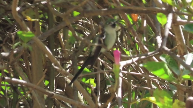 gråbukkolibri - ML360207691