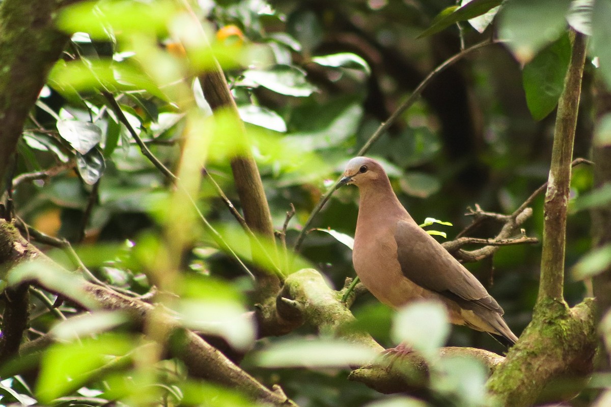 Gray-fronted Dove - ML360208411