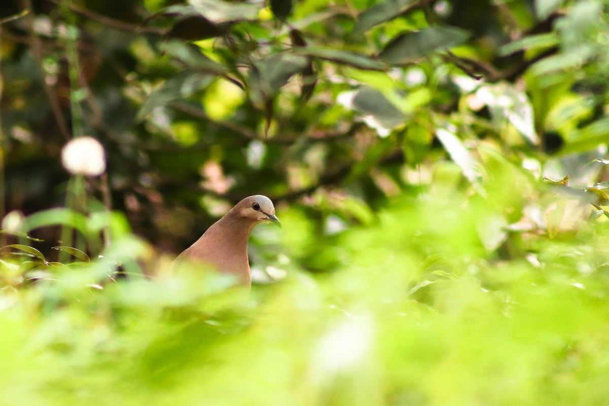 Gray-fronted Dove - ML360208431