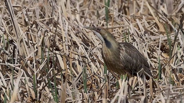 American Bittern - ML360208441