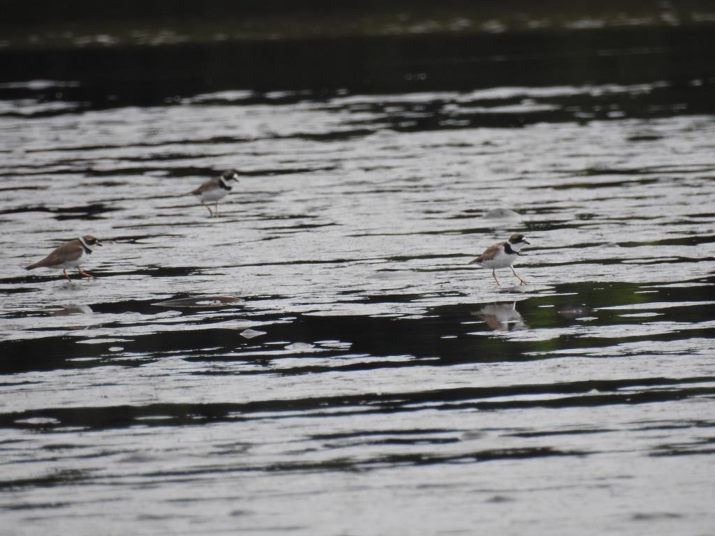 Semipalmated Plover - ML360208601