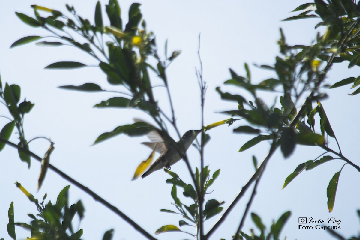 kolibřík lesklobřichý - ML360208611