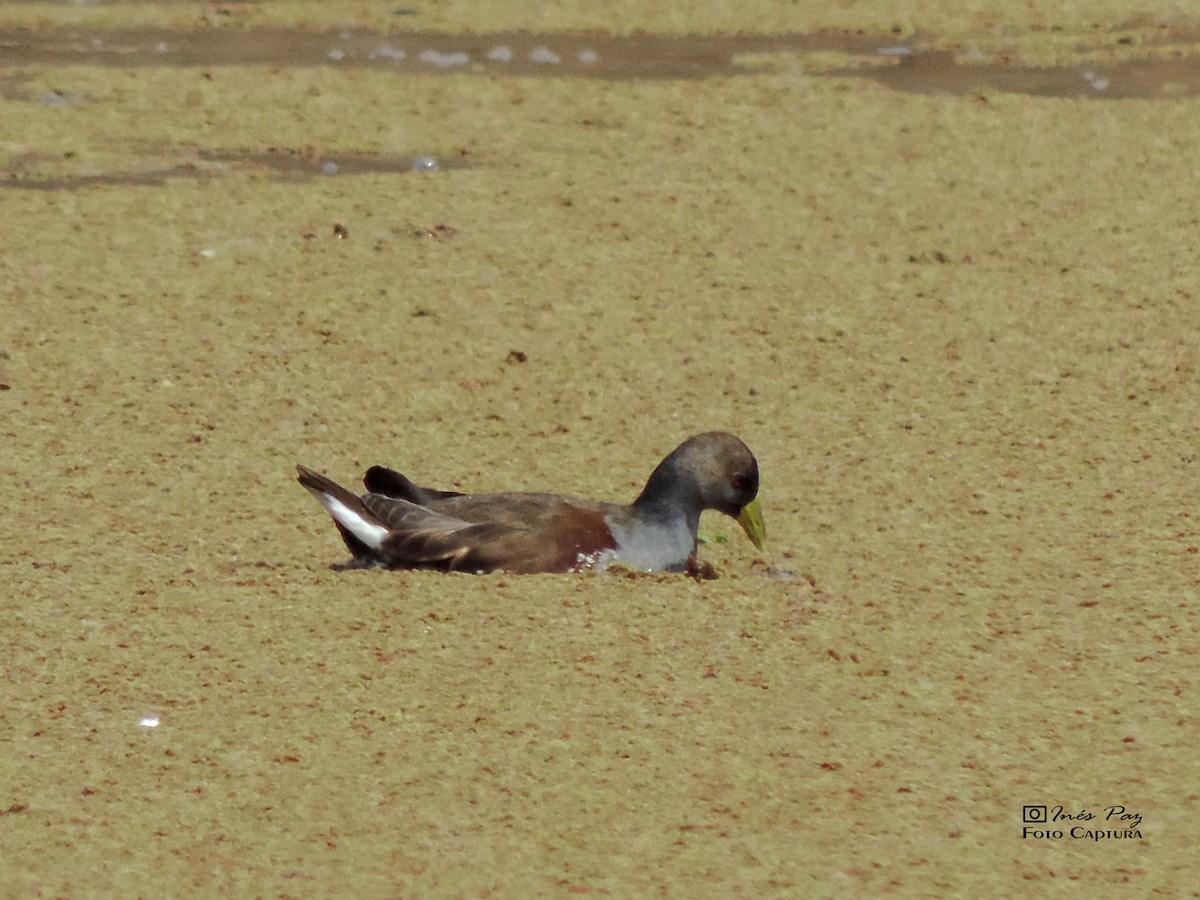 Gallinule à face noire - ML360208751