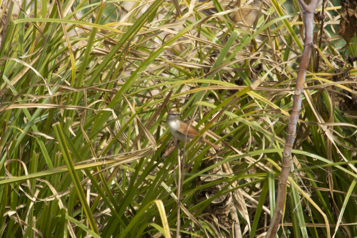 Yellow-chinned Spinetail - María Ines Paz