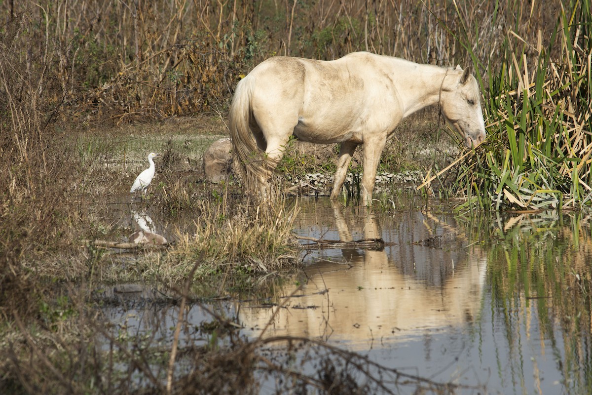 Чапля єгипетська (підвид ibis) - ML360209791