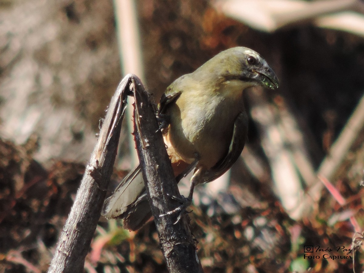 Bluish-gray Saltator - María Ines Paz