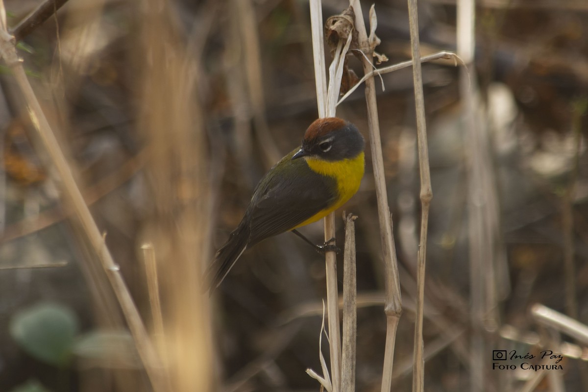 Brown-capped Redstart - María Ines Paz