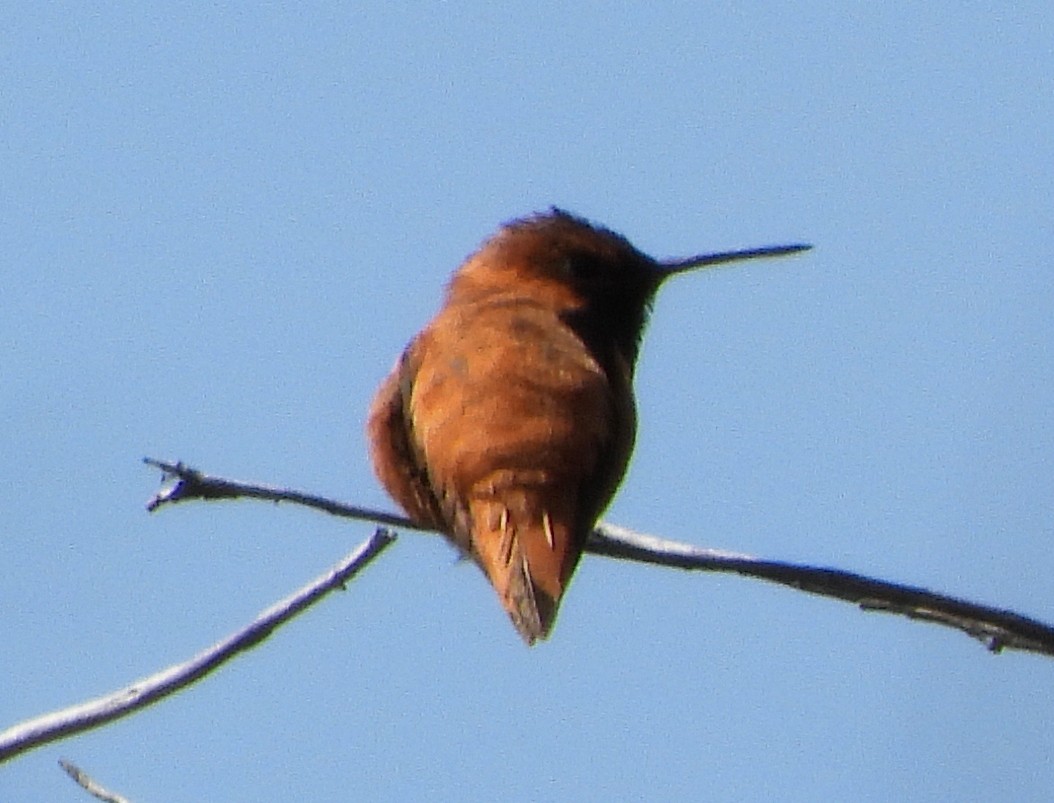 Rufous Hummingbird - Caley Thomas