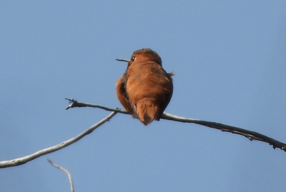 Rufous Hummingbird - Caley Thomas
