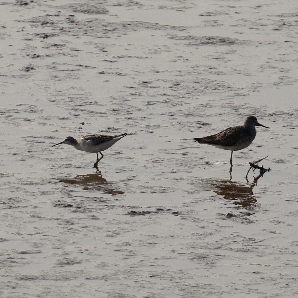 Phalarope de Wilson - ML360212921