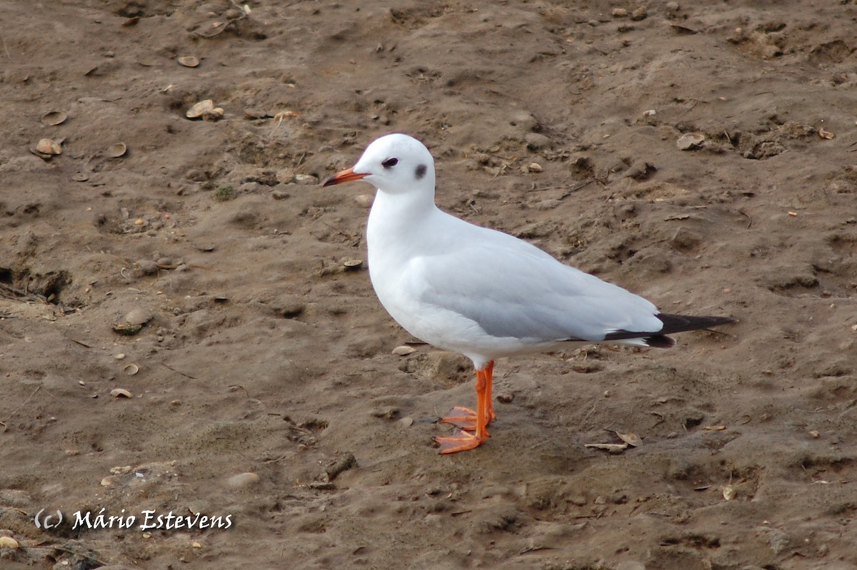 Mouette rieuse - ML36021311
