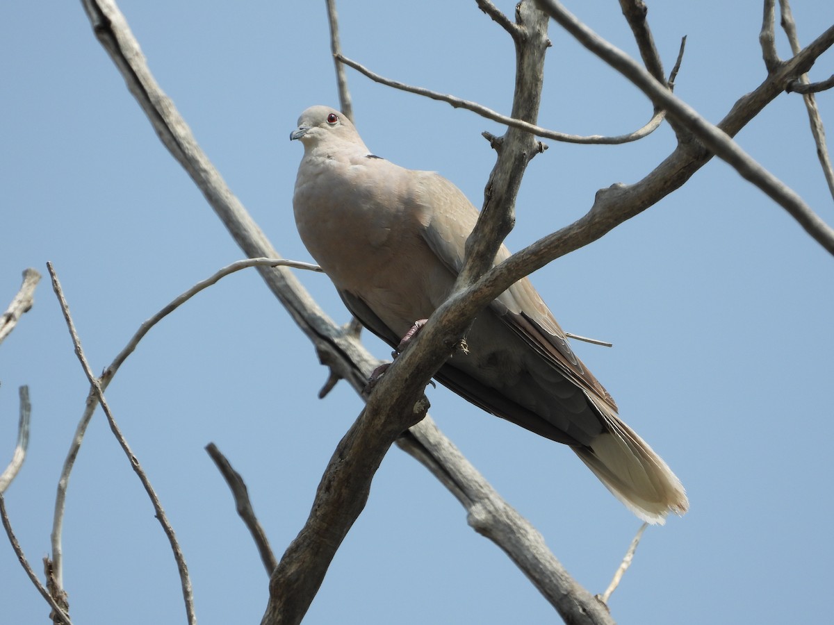 Eurasian Collared-Dove - ML360214691