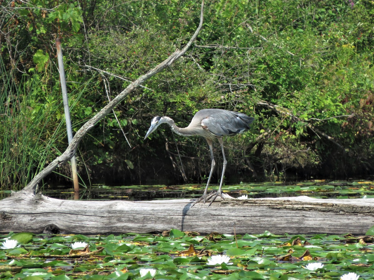 Garza Azulada - ML360215161